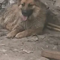 فروش سگ