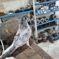 جوجه قاره