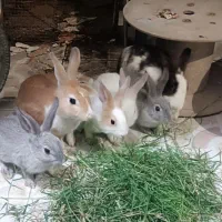 خرگوش خانگی