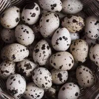 تخم بلدرچین نطفه دار
