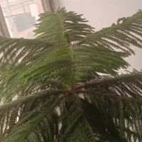 کاج مطبق