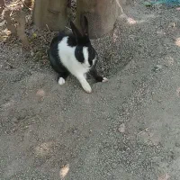 خرگوش نر بالغ سیاه