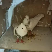 کبوتر طوقی