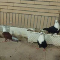 جوجه کفتر کلاغ کربلایی کاکلی