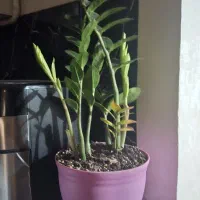 فروش گلخانه