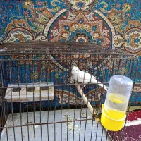 اسباب بازی قناری تکواندو