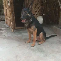 سگ ژرمن نر
