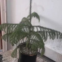 کاج مطبق