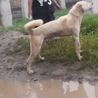 سگ آلابا روسی