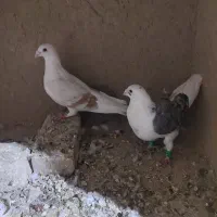 نرماده با نر دم سفید