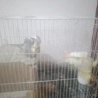 عروس هلندی