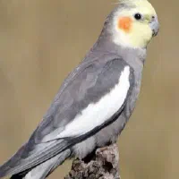 یک جفت عروس هلندی
