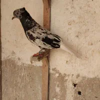 هفترنگ دمسفید لکه دارعطغه و شامی دمسفید