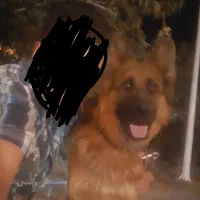 سگ ژرمن ماده ۱ساله شناسنامه دار تربیت شده دمه فلح