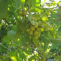 خرید و اجاره گردو روی درخت