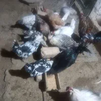 فروش مرغ وخروس گلین لری جپان
