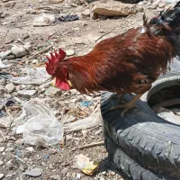 خروس