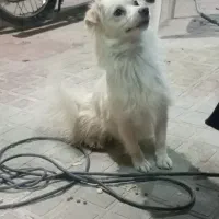 پاپی1ساله