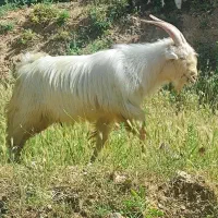 فروش کهره نر