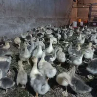 فروش عمده غاز ۸روزه و ۱ماهه