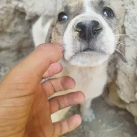 3تا توله سگ پا کوتاه آمریکایی
