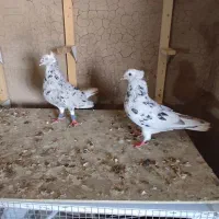 جفت سرور دمسفید نرو ماده