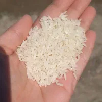فروش برنج هاشمی