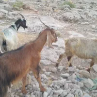 بز.|حیوانات مزرعه|شیراز, جمال آباد|دیوار