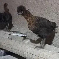 جوجه گلین  کاکلی وریشو اصل معاوظه با خروس گلین
