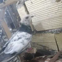 کفتر بمب