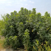 باغ-منصوریه-روبروی-کوچه-باغ