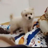 پامر روباهی