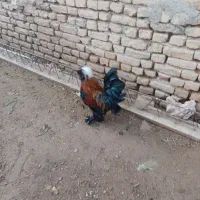 خروس سلطان