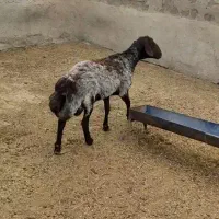 بره از ۳۰ تا ۵۰ کیلو
