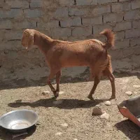 بزغاله نر