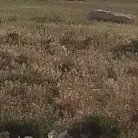 معاوضه زمین مسکونی پونک ابهر بازمین مسکونی قیدار