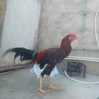 خروس لاری