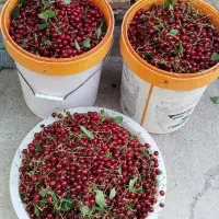 البالو تازه درجه یک زنوز گیلانار