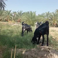 گوسفند تروشت مری