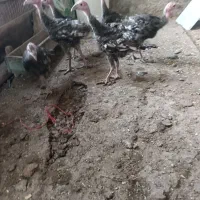 جوجه بوقلمون