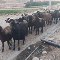 گوسفند افشار جوان