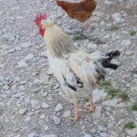 مرغ