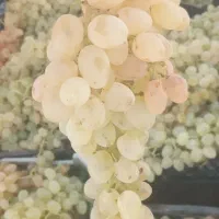 انگور عسگری
