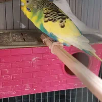 مرغ عشق سالم و سرحال