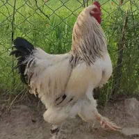 مرغ و خروس برهما