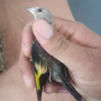سهره|پرنده|شیروان (خراسان), |دیوار