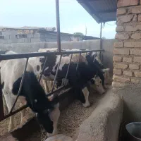 گوساله ماده تلیسه گاو