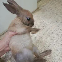 خرگوش واقعی