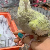 عروس هلندی سرلاکی