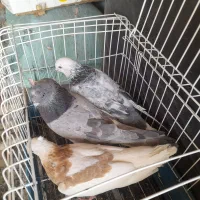 کفتر کبوتر